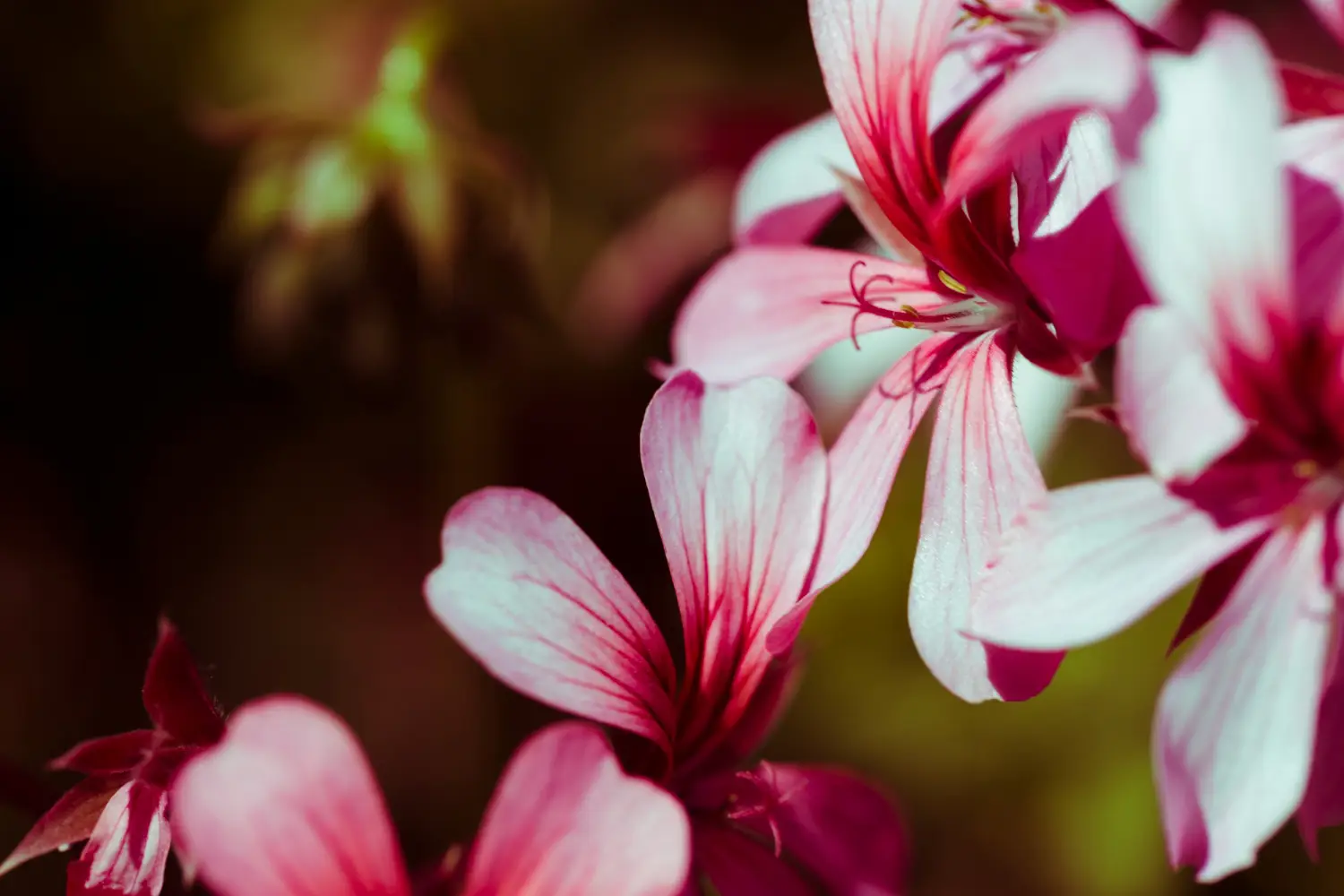 Vuoi colori brillanti sui tuoi gerani? Prova questa soluzione nutriente nuova sul mercato Vuoi colori brillanti sui tuoi gerani? Prova questa soluzione nutriente nuova sul mercato