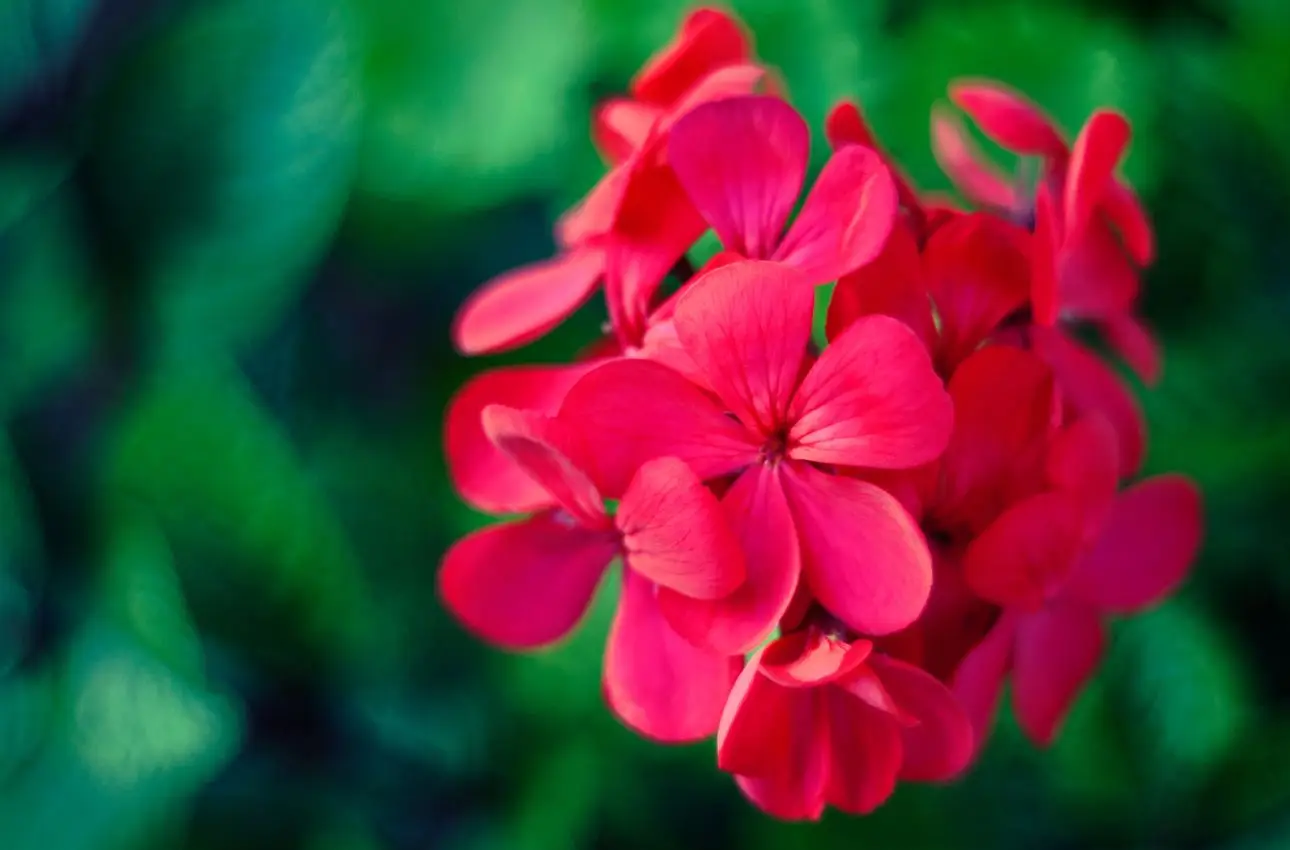 Vuoi colori brillanti sui tuoi gerani? Prova questa soluzione nutriente nuova sul mercato Vuoi colori brillanti sui tuoi gerani? Prova questa soluzione nutriente nuova sul mercato
