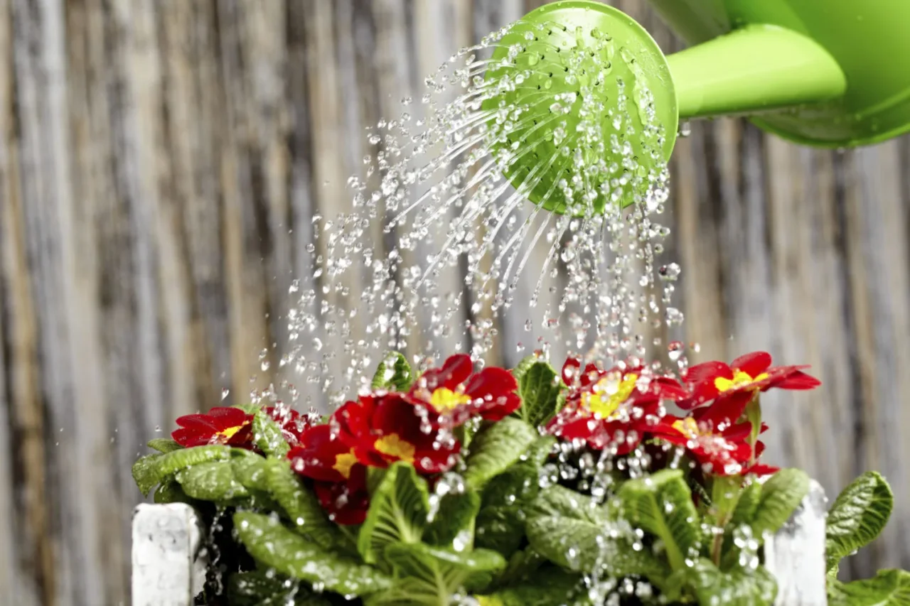 La guida definitiva: tutto sull’idratazione efficace dei gerani per fiori sempre vivi La guida definitiva: tutto sull’idratazione efficace dei gerani per fiori sempre vivi