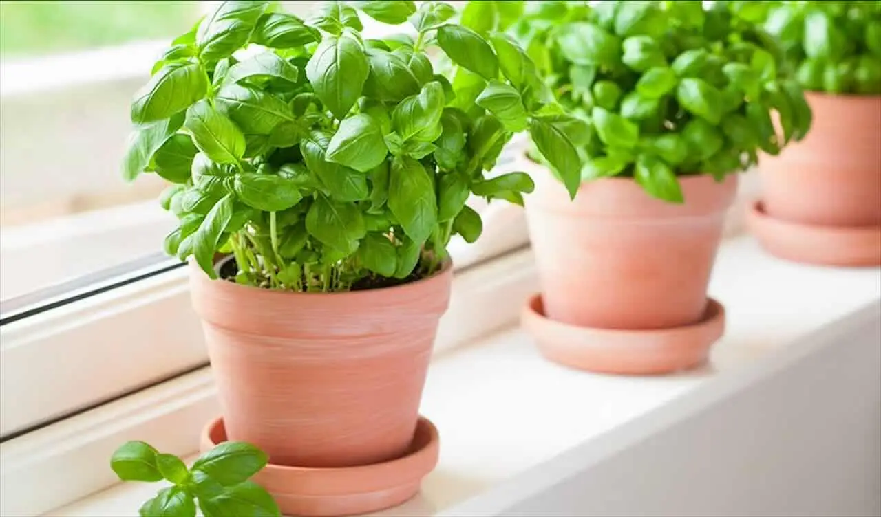 Quali piante aromatiche è meglio non piantare nei vasi per evitare insetti in casa Quali piante aromatiche è meglio non piantare nei vasi per evitare insetti in casa