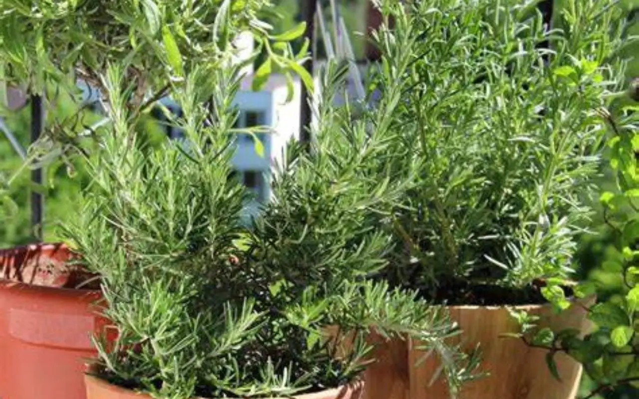 Quali piante aromatiche è meglio non piantare nei vasi per evitare insetti in casa Quali piante aromatiche è meglio non piantare nei vasi per evitare insetti in casa