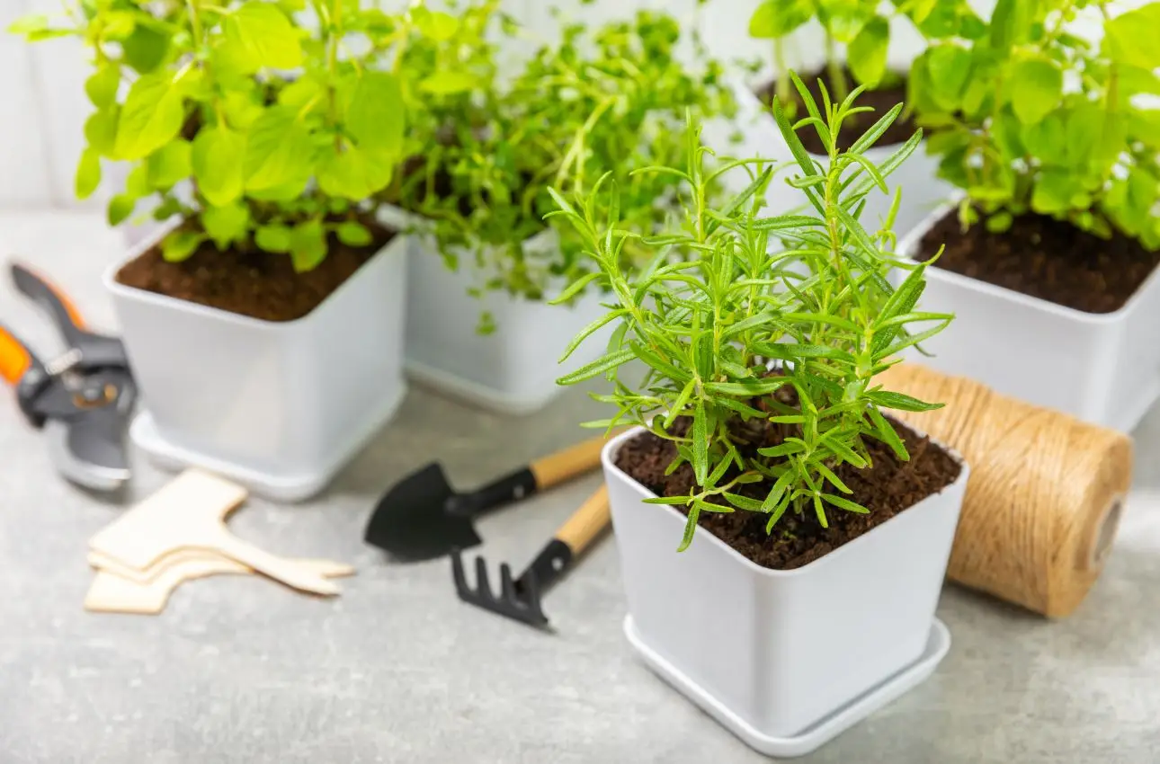 Quali piante aromatiche è meglio non piantare nei vasi per evitare insetti in casa Quali piante aromatiche è meglio non piantare nei vasi per evitare insetti in casa