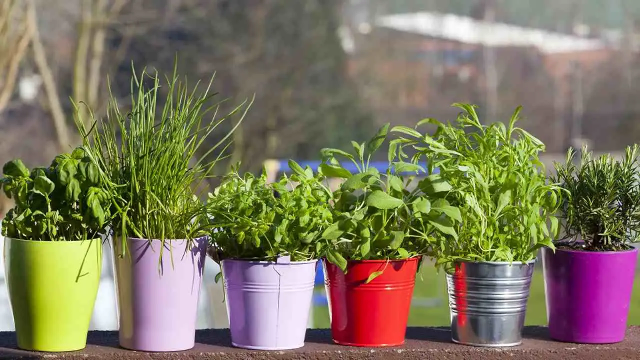 Quali piante aromatiche è meglio non piantare nei vasi per evitare insetti in casa Quali piante aromatiche è meglio non piantare nei vasi per evitare insetti in casa