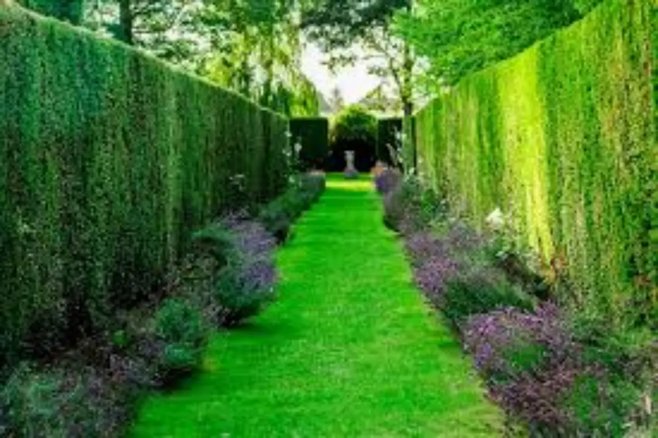 Attenzione a queste siepi: aumentano il rischio di animali indesiderati in giardino Attenzione a queste siepi: aumentano il rischio di animali indesiderati in giardino