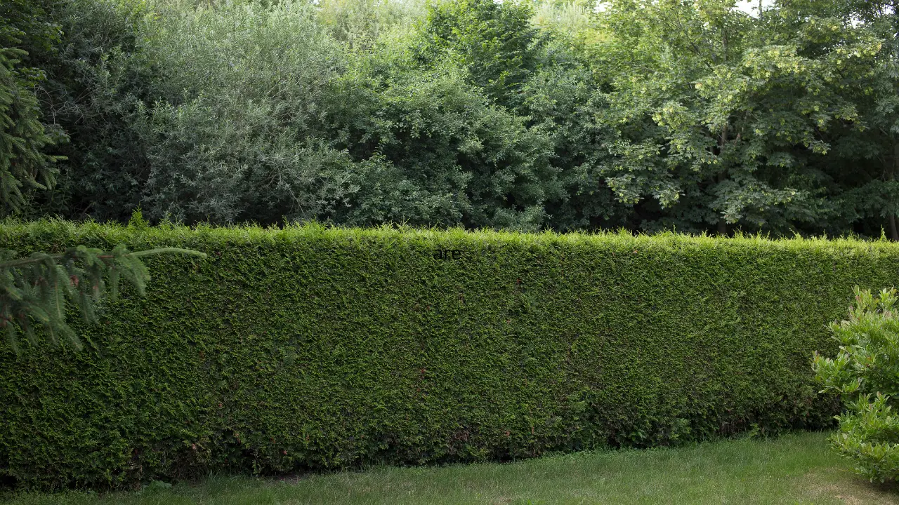 Attenzione a queste siepi: aumentano il rischio di animali indesiderati in giardino Attenzione a queste siepi: aumentano il rischio di animali indesiderati in giardino