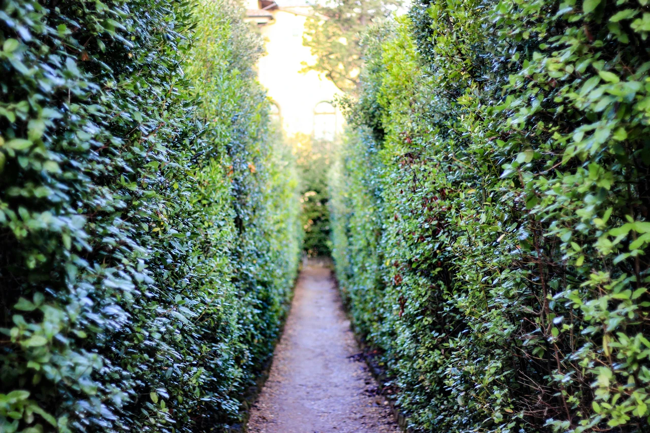 Attenzione a queste siepi: aumentano il rischio di animali indesiderati in giardino Attenzione a queste siepi: aumentano il rischio di animali indesiderati in giardino