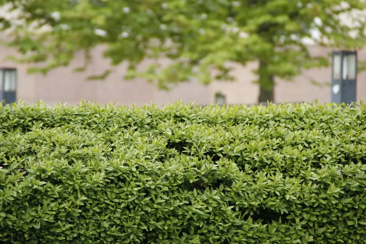 Attenzione a queste siepi: aumentano il rischio di animali indesiderati in giardino Attenzione a queste siepi: aumentano il rischio di animali indesiderati in giardino