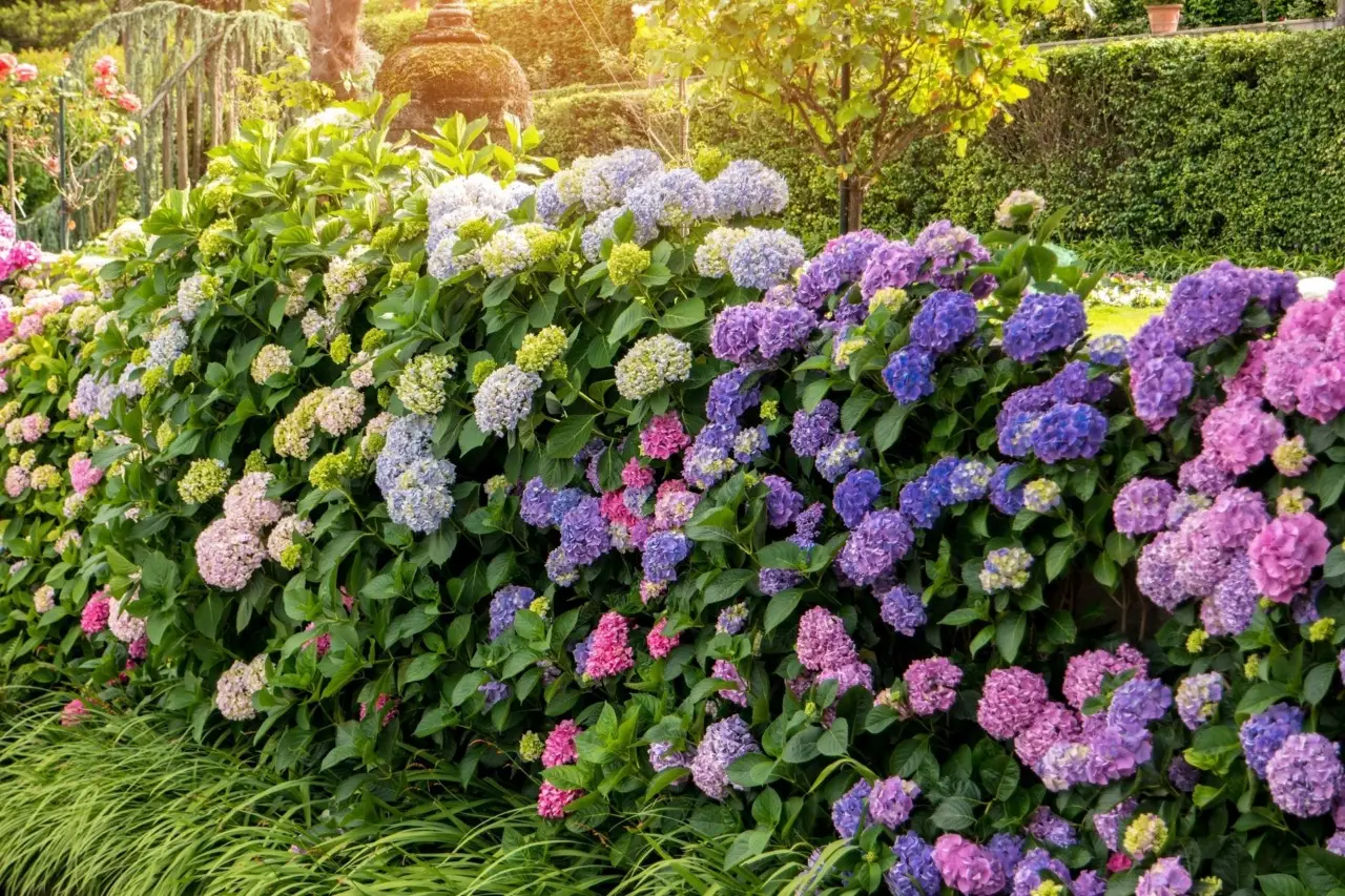 Piante acidofile: il segreto per valorizzare ortensie e azalee senza errori Piante acidofile: il segreto per valorizzare ortensie e azalee senza errori