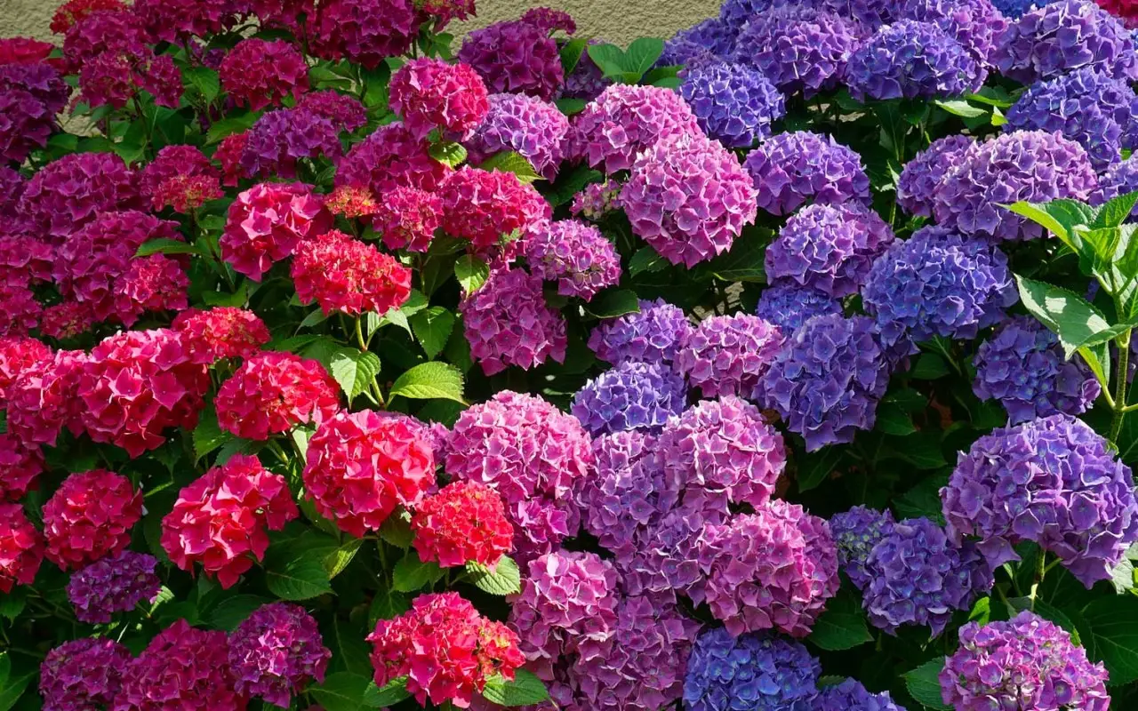 Piante acidofile: il segreto per valorizzare ortensie e azalee senza errori Piante acidofile: il segreto per valorizzare ortensie e azalee senza errori