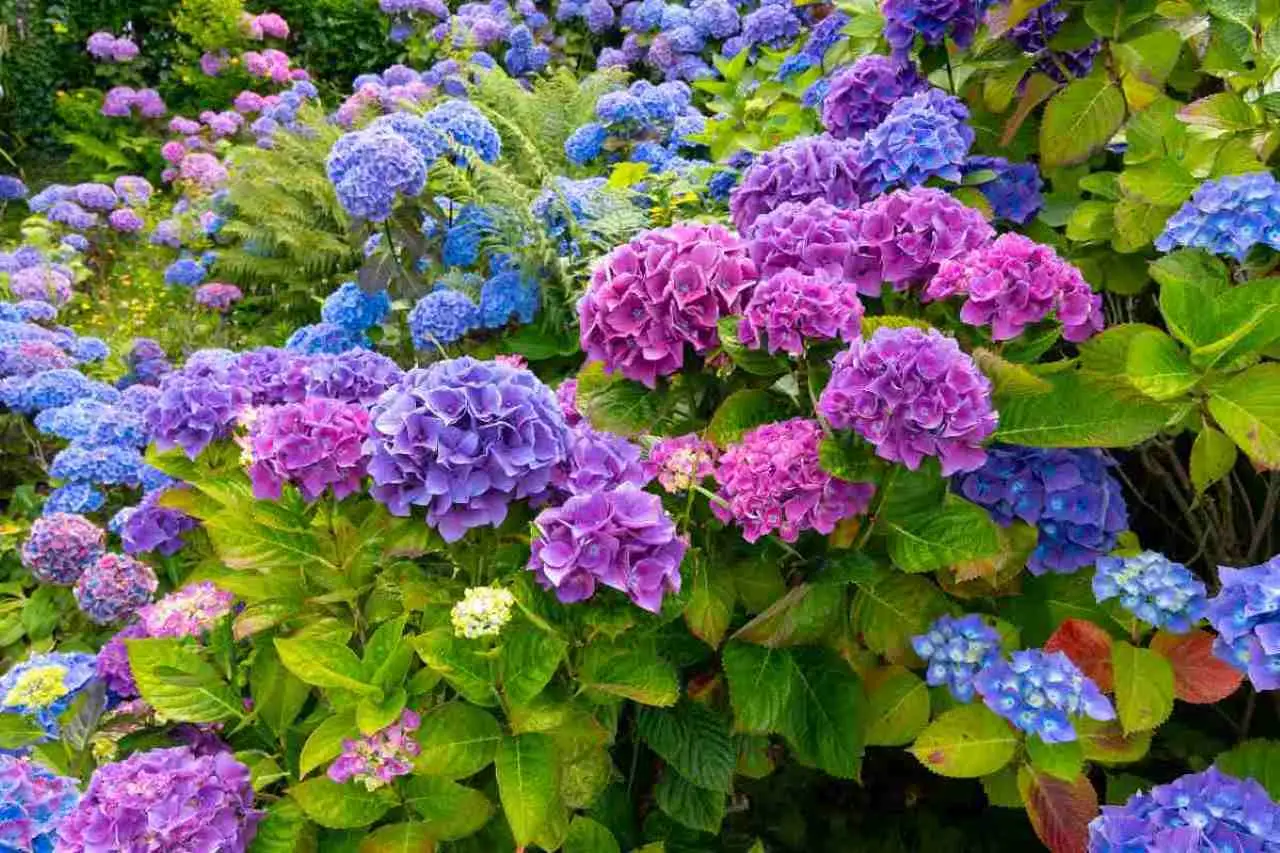 Piante acidofile: il segreto per valorizzare ortensie e azalee senza errori Piante acidofile: il segreto per valorizzare ortensie e azalee senza errori